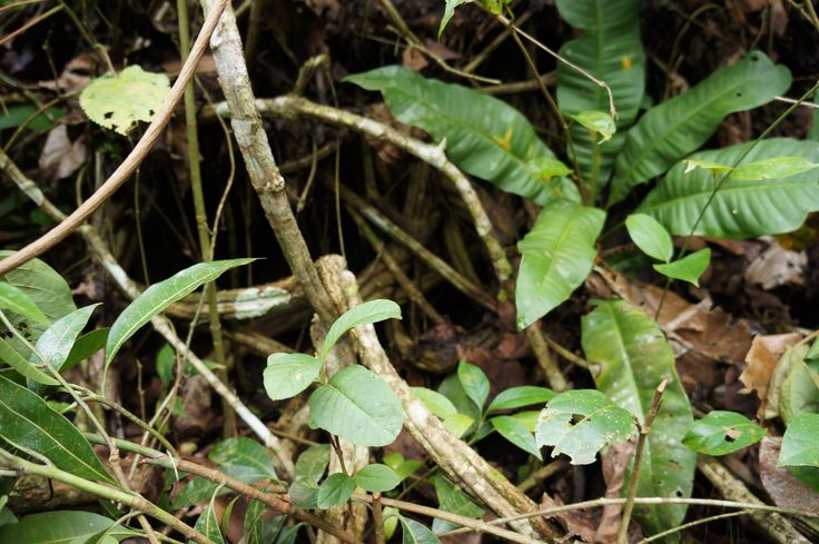 The Pharmakon and Ayahuasca Globalization (Roger Green)