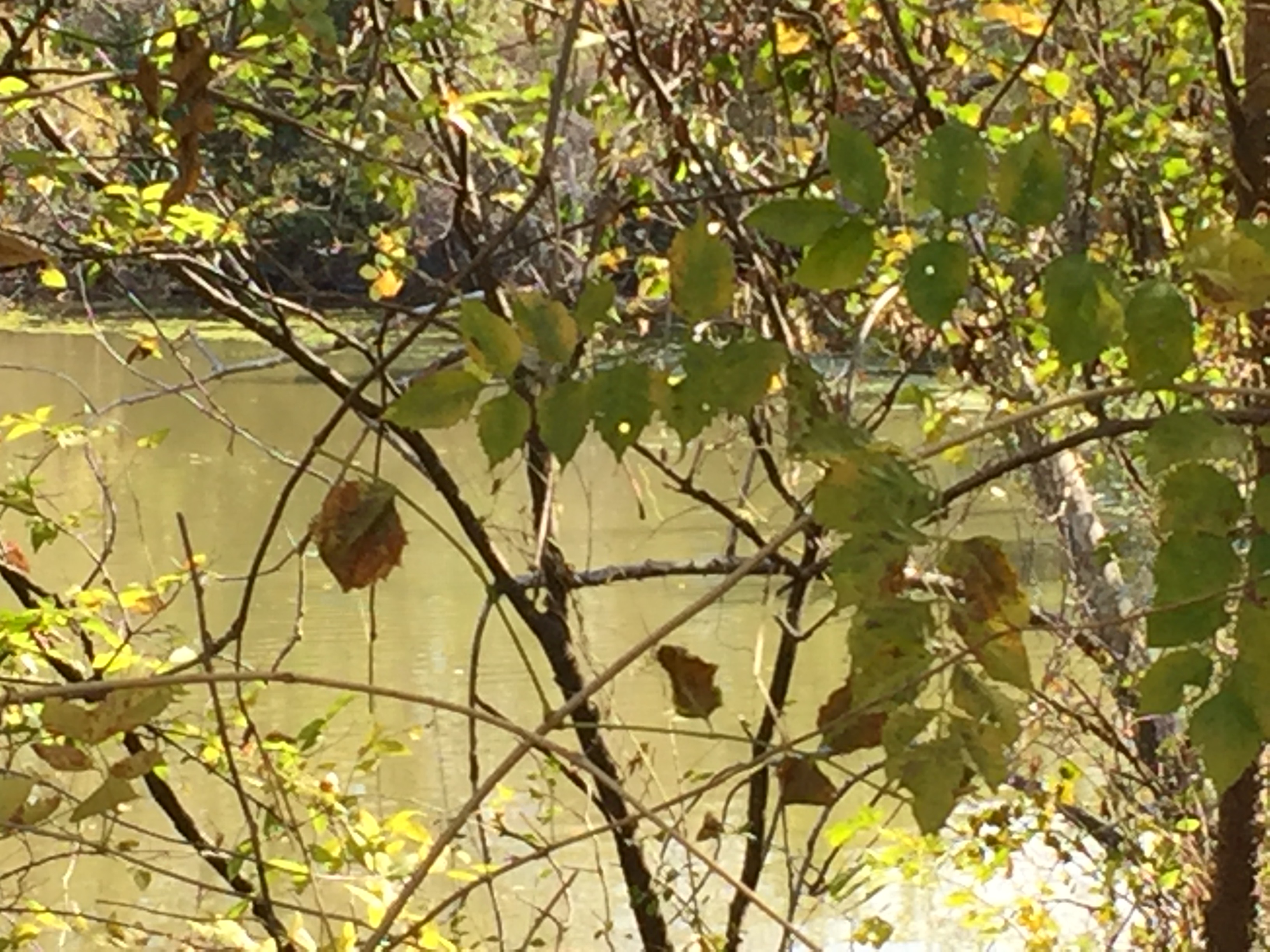 Rethinking Capitalism And Community Development – The Strengths Of Praxis, Part 2 (Tony Ward)