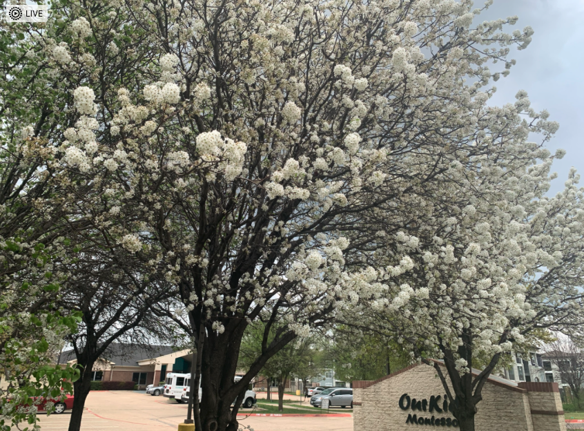 The Heretic And The Iconoclast – Sylvia Wynter’s Engagement With Derrida, Part 1 (Brendan John Brown)